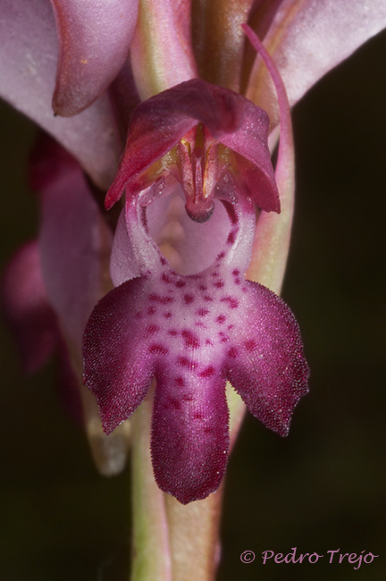 Anacamptis coriophora